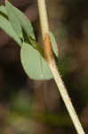 Arrowleaf tearthumb